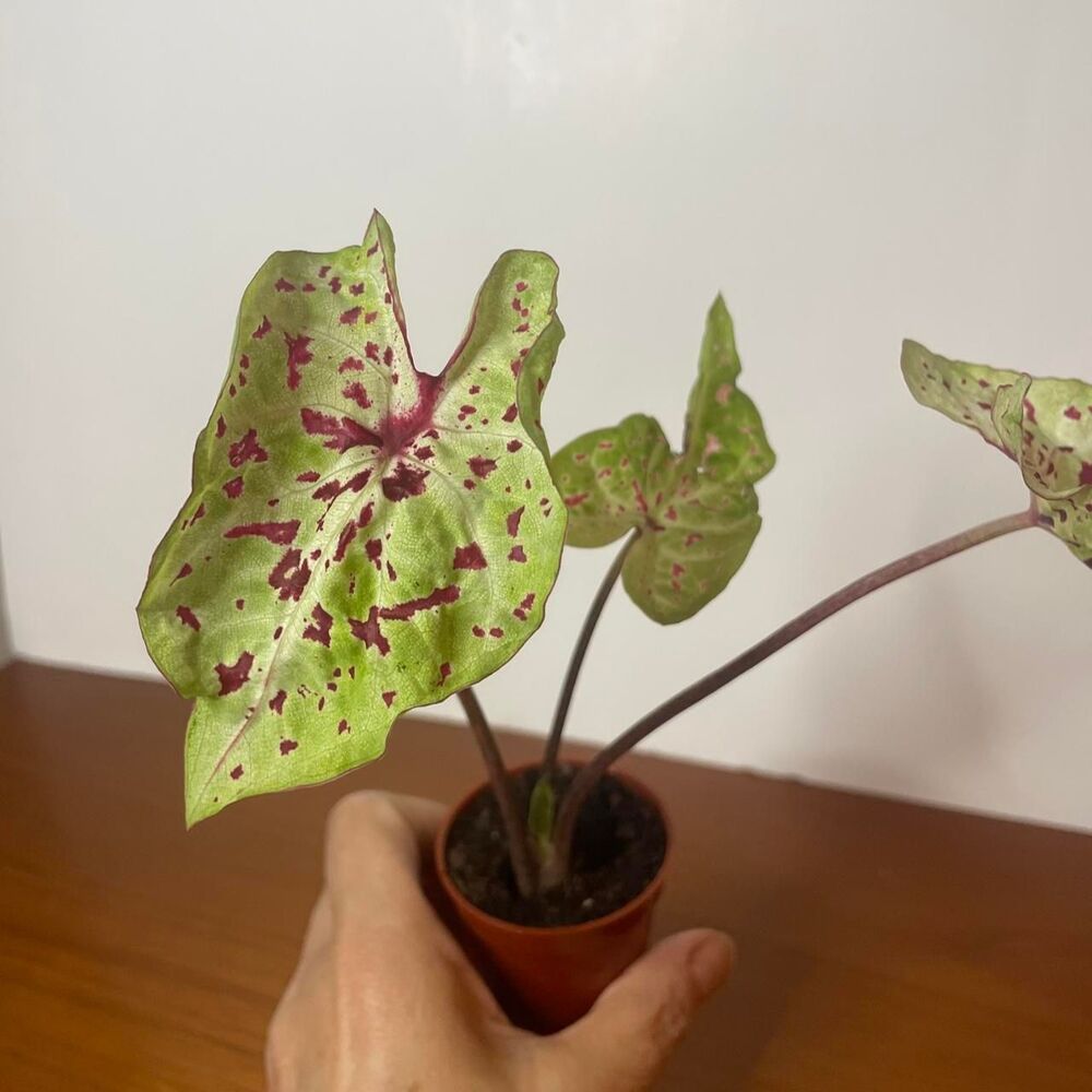 Green and Pink Syngonium Miss Muffet Live plant in 2 inch pot - Picture 2 of 5